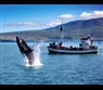 whale watching, husavik